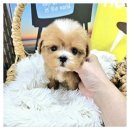 아이러브 애견 이미지