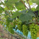 정경식농장 이미지