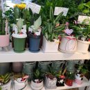 사동그린꽃 이미지