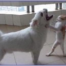 털보바베큐 이미지