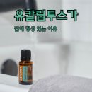 태리_도테라