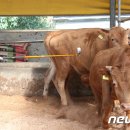 이스턴24시동물병원 이미지