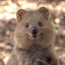 신라포차 이미지