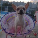 댕댕월드 이미지