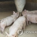 ㈜체시스 이미지