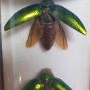 보문호수 이미지