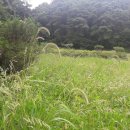 산척면사무소 이미지