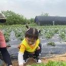 [5월 18일] 윤가농장 견학 - 배추, 상추 수확하기🥬🥬 이미지