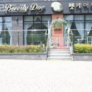 베벌리 도그 이미지