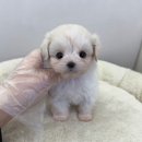 드림독 | 드림독 인천 다녀온 후기, 인천 강아지분양 고민할 때 참고한 기준