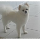 댄디애견 이미지