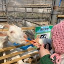 조치원문화정원 카페 앞 | 이번주 아기와 가고싶은 귀여운 세종 동물체험 정동체험마을