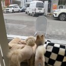 땡큐 베리 도그 네이버블로그