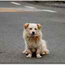 똥개, 복실이 이미지