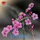 조도 도리산전망대 네이버블로그