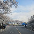 선진 | [방문후기] &#34;사천 선진리성, 선진공원, 선진수변공원(벚꽃놀이)&#34;