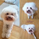 누구보다 소중하개 이미지