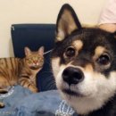 댕댕이천사 이미지