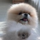 안단테동물병원