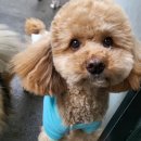 킹콩하우스 애견카페 이미지