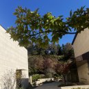 거닐 거닐 | 2025 화담숲 가을단풍 후기 &amp; 이용 꿀팁 총정리