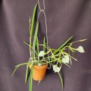 Brassavola Little Stars 이미지