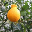 신용농장 이미지