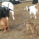 슈퍼염소농장 이미지