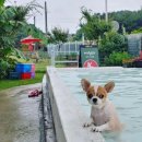 다녀올개 이미지