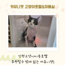 커뮤니캣 고양이 호텔&미용실 이미지