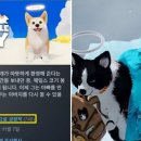 리틀퍼피 이미지