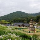석탑마을 | 경주 가볼만한곳 서악동 삼층석탑 구절초 개화