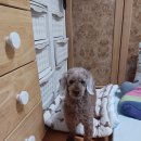 시니