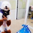 숑숑 그루밍 이미지