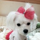 모띠앙 이미지