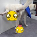 한사랑동물병원 이미지