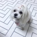 쥬쥬펫살롱 이미지