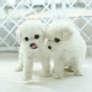 몽프리제 이미지