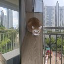 레미안1단지 | 수원방충망 인계동 레미안노블클래스1단지 고양이방충망 교체 시공