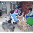 쁘띠퍼피 이미지