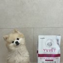 유한양행 와이즈벳알에이치씨소프트사료 강아지심장신장케어사료 추천