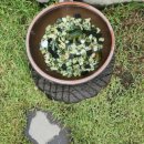 달이뜨면꽃이피고 이미지