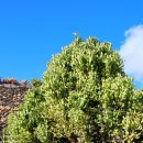 란사로테 이미지