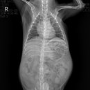 늘사랑 양한방 동물병원 이미지