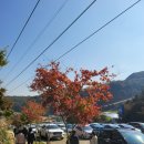 담장예쁜집 | 10월 29일 화담숲 방문 후기! 단풍 실시간 현황, 절정 시기 예측!