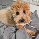 천사펫하우스 이미지