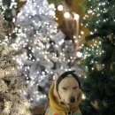 퍼스펫 애견펜션 이미지