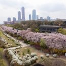 뚝섬한강공원-87 | 서울 벚꽃 러닝 코스 추천 BEST 5 | 윤중로만 알면 손해, 87kg 러너의 숨은 명소 총정리