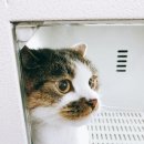 달진상회(살롱드캣) 이미지