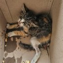 회원동225 이미지